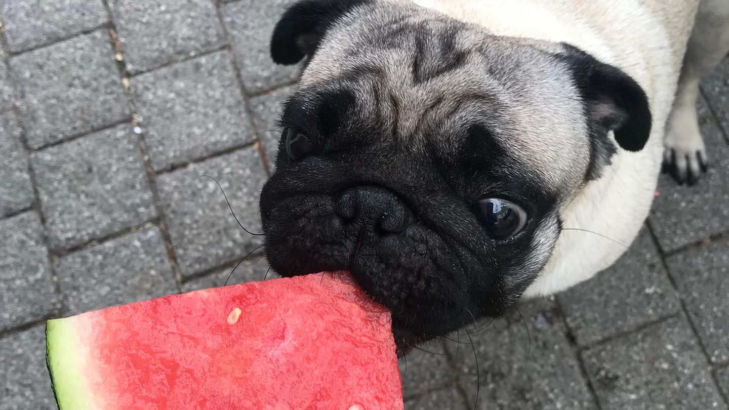 Hundesnacks-bei-Hitze-Diese-3-Leckerlis-sorgen-jetzt-f-r-Abk-hlung