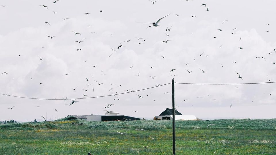 Küstenseeschwalben im Himmel über einer Wiese