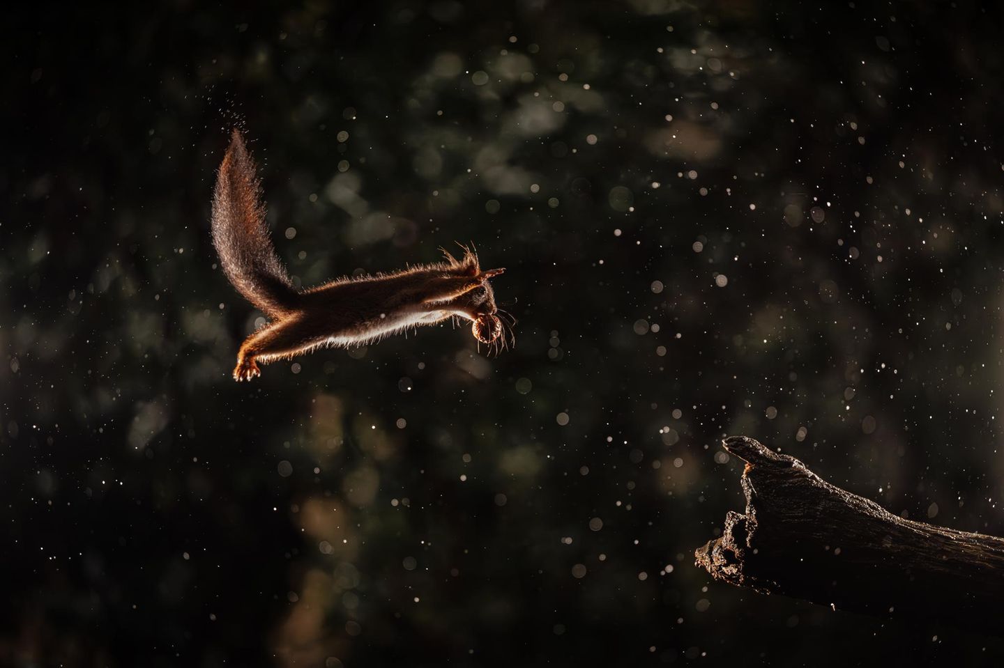 Comedy Wildlife Photo Award: Die witzigsten Tierbilder des Jahres 2026 ...