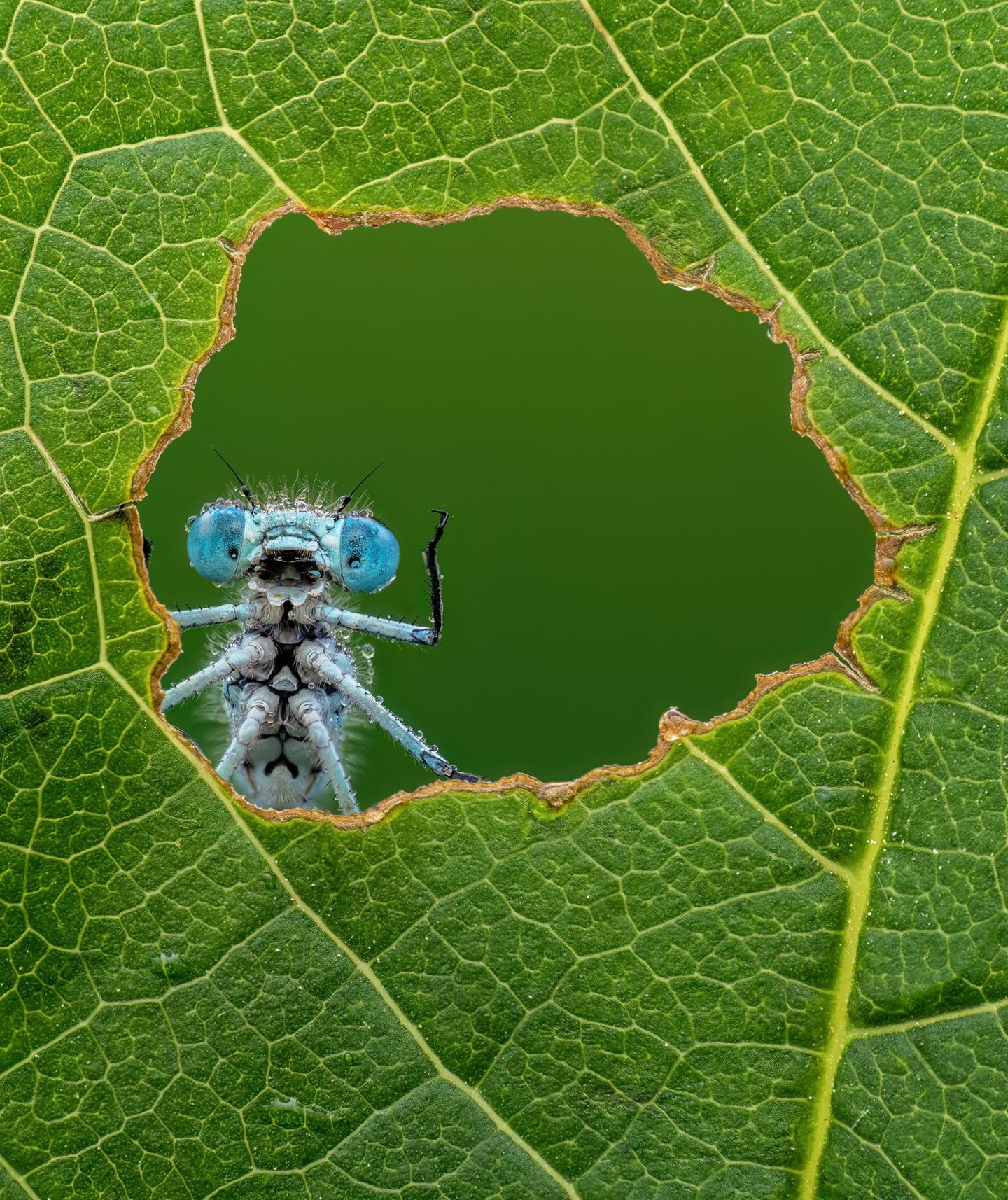 Comedy Wildlife Photo Award: Die witzigsten Tierbilder des Jahres 2026 ...